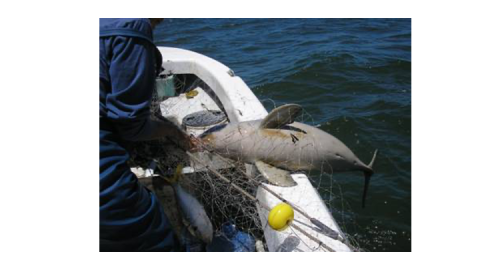 Franciscana dolphin caught dead in a gillnet in Argentina (P. Bordino).