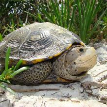 Diamondback terrapin