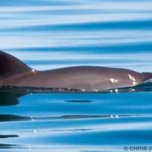 Vaquita surfacing in water